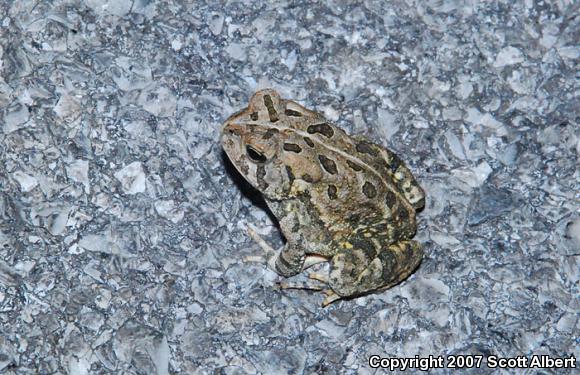 Fowler's Toad (Anaxyrus fowleri)