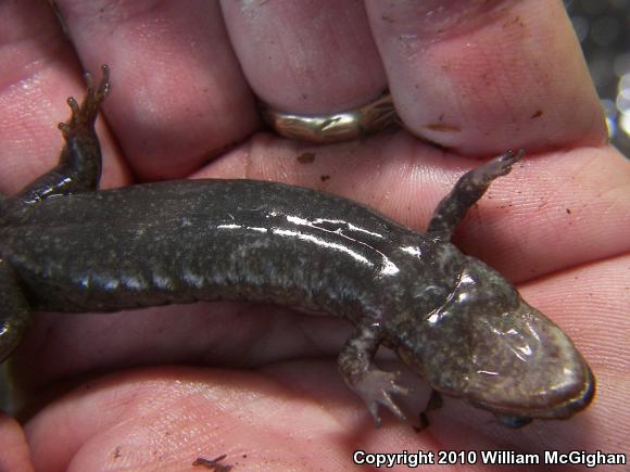 Black-bellied Salamander (Desmognathus quadramaculatus)