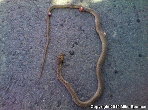 Eastern Coachwhip (Coluber flagellum flagellum)