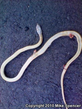 Eastern Coachwhip (Coluber flagellum flagellum)