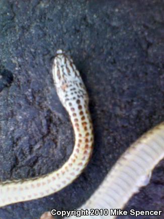 Eastern Coachwhip (Coluber flagellum flagellum)