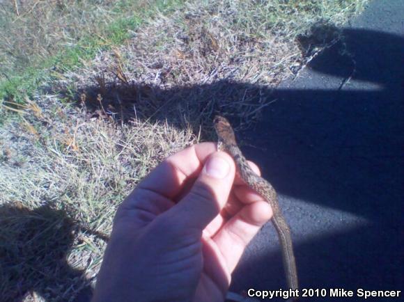 Eastern Coachwhip (Coluber flagellum flagellum)