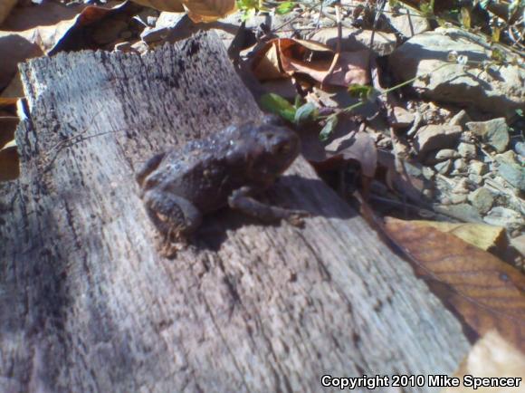 Dwarf American Toad (Anaxyrus americanus charlesmithi)