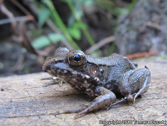 Bronze Frog (Lithobates clamitans clamitans)