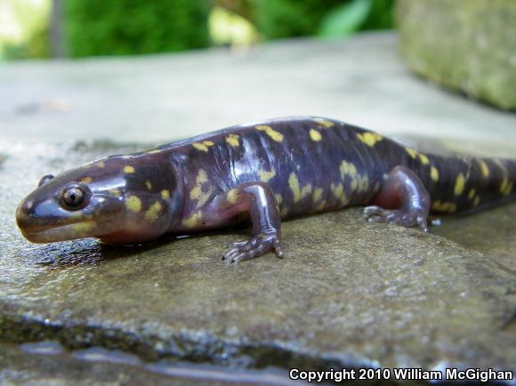 Eastern Tiger Salamander (Ambystoma tigrinum)