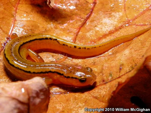 Blue Ridge Two-lined Salamander (Eurycea wilderae)