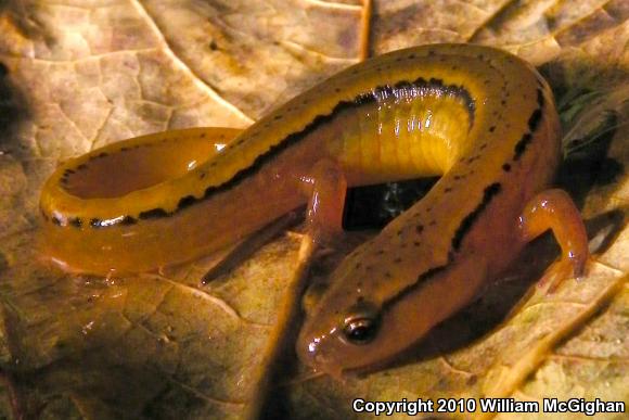 Blue Ridge Two-lined Salamander (Eurycea wilderae)