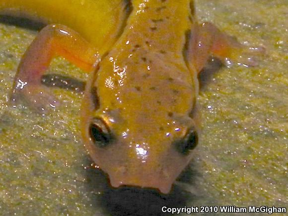 Blue Ridge Two-lined Salamander (Eurycea wilderae)