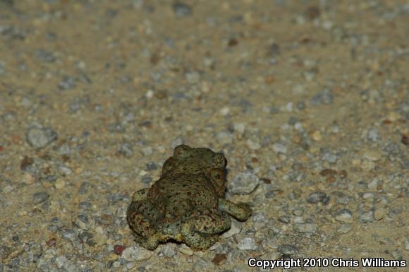 Red-spotted Toad (Anaxyrus punctatus)