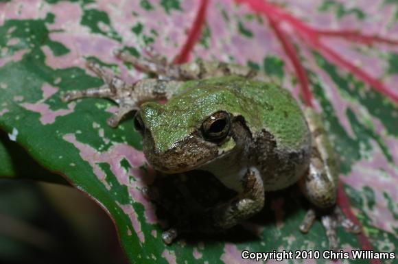 Gray Treefrog (Hyla versicolor)