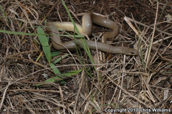 Western Groundsnake (Sonora semiannulata)