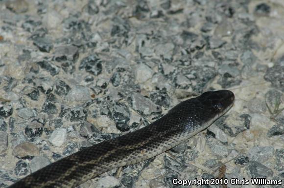 Black Ratsnake (Pantherophis obsoletus)