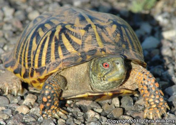 Ornate Box Turtle (Terrapene ornata ornata)