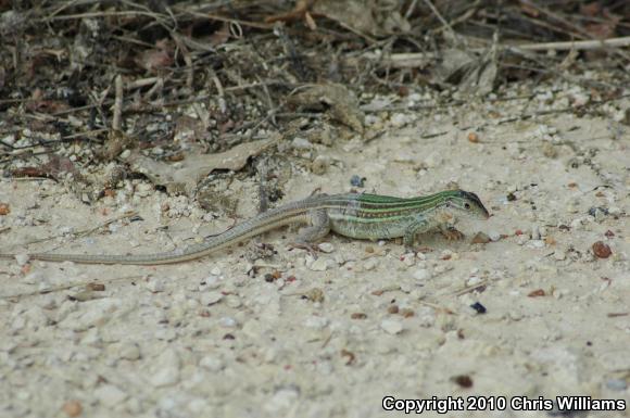 Common Spotted Whiptail (Aspidoscelis gularis)