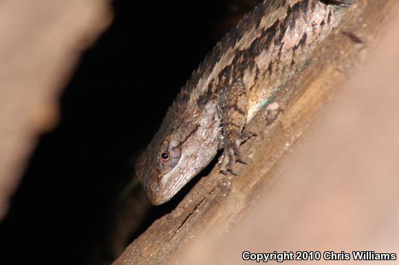 Texas Spiny Lizard (Sceloporus olivaceus)