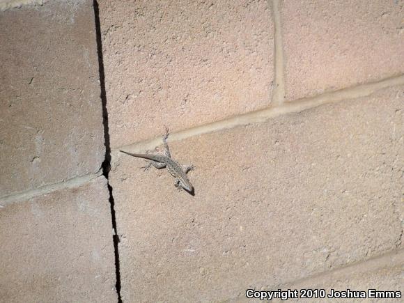 Eastern Side-blotched Lizard (Uta stansburiana stejnegeri)