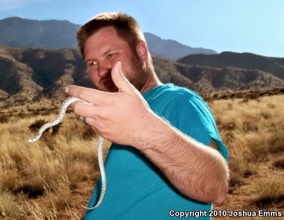 Sonoran Gopher Snake (Pituophis catenifer affinis)