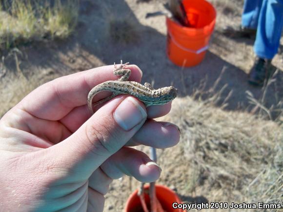 Eastern Side-blotched Lizard (Uta stansburiana stejnegeri)