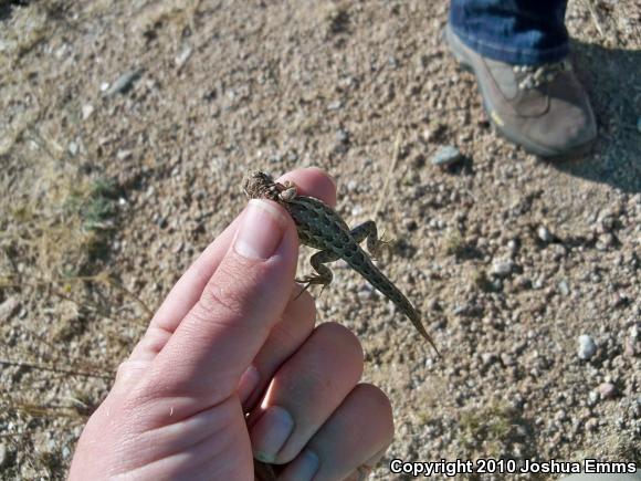 Eastern Side-blotched Lizard (Uta stansburiana stejnegeri)