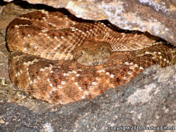 Western Diamond-backed Rattlesnake (Crotalus atrox)