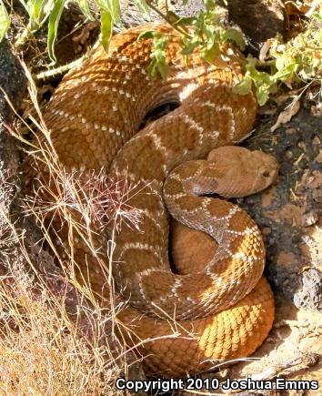 Western Diamond-backed Rattlesnake (Crotalus atrox)