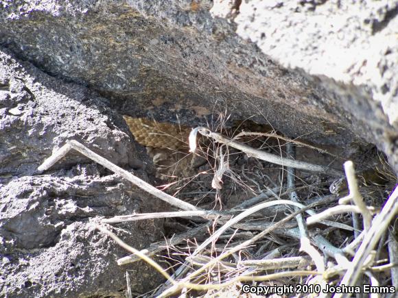 Prairie Rattlesnake (Crotalus viridis)