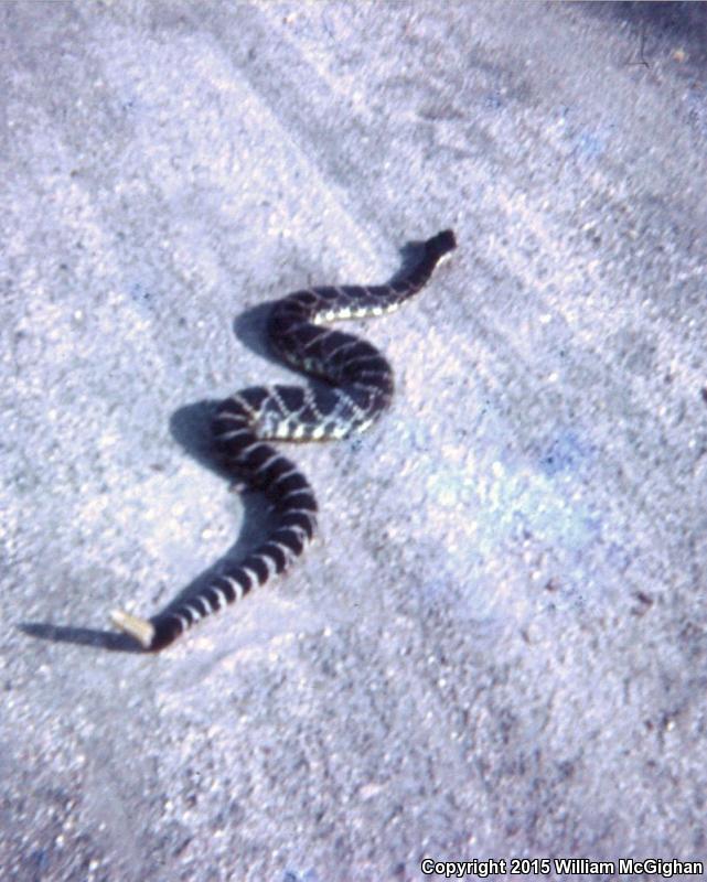 Southern Pacific Rattlesnake (Crotalus oreganus helleri)