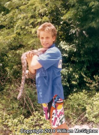 Mexican Boa Constrictor (Boa constrictor imperator)