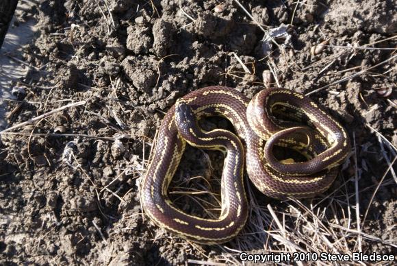 California Kingsnake (Lampropeltis getula californiae)