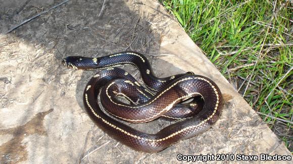 California Kingsnake (Lampropeltis getula californiae)