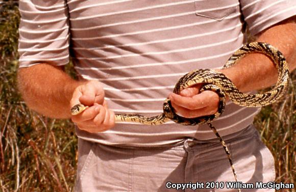 Tiger Tree Snake (Spilotes pullatus mexicanus)