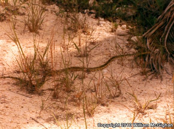 Tiger Tree Snake (Spilotes pullatus mexicanus)