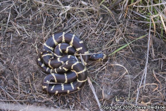 California Kingsnake (Lampropeltis getula californiae)