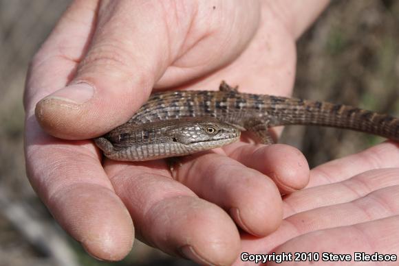 San Diego Alligator Lizard (Elgaria multicarinata webbii)