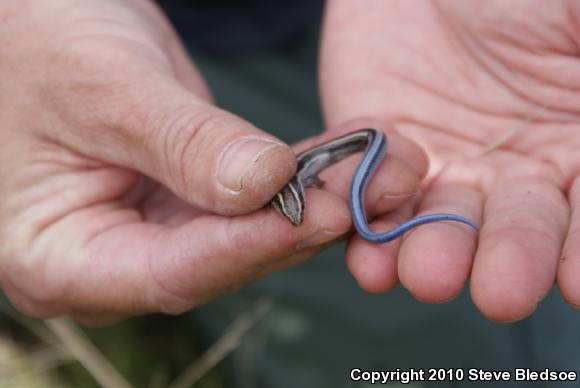 Western Skink (Plestiodon skiltonianus skiltonianus)