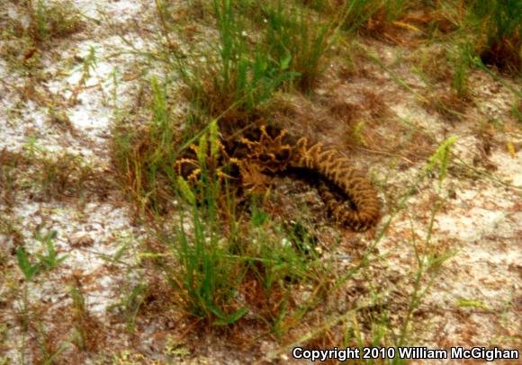 Eastern Diamond-backed Rattlesnake (Crotalus adamanteus)