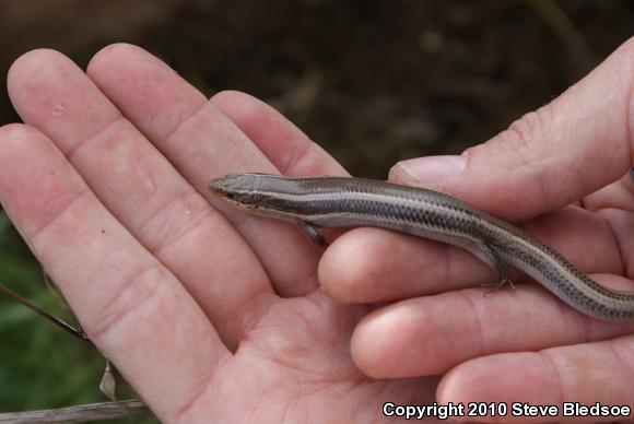 Western Skink (Plestiodon skiltonianus skiltonianus)