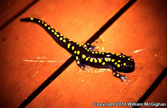 Spotted Salamander (Ambystoma maculatum)