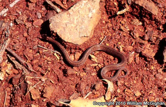 Northern Red-bellied Snake (Storeria occipitomaculata occipitomaculata)