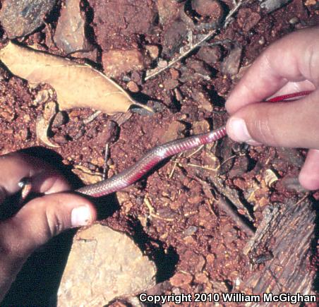 Northern Red-bellied Snake (Storeria occipitomaculata occipitomaculata)