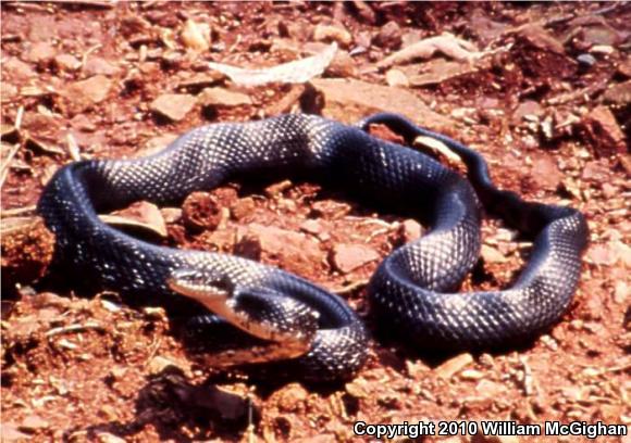 Black Ratsnake (Pantherophis obsoletus obsoletus)