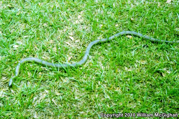 Apalachicola Kingsnake (Lampropeltis getula meansi)