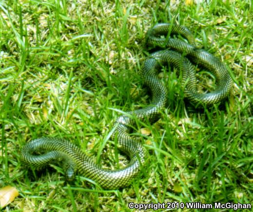 Apalachicola Kingsnake (Lampropeltis getula meansi)