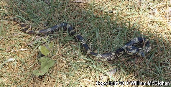 Apalachicola Kingsnake (Lampropeltis getula meansi)