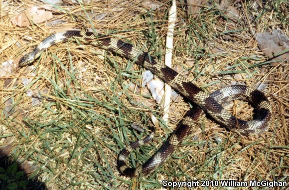 Apalachicola Kingsnake (Lampropeltis getula meansi)