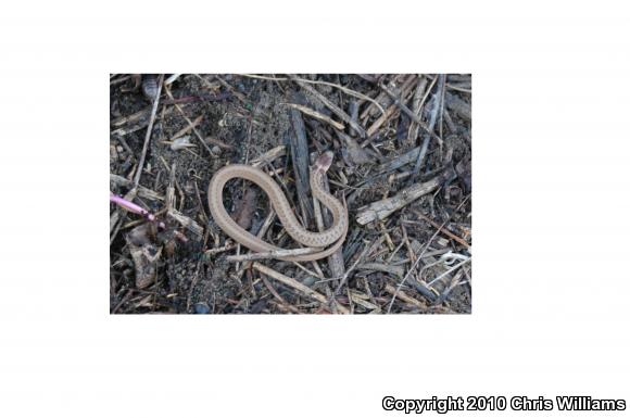 Texas Brownsnake (Storeria dekayi texana)