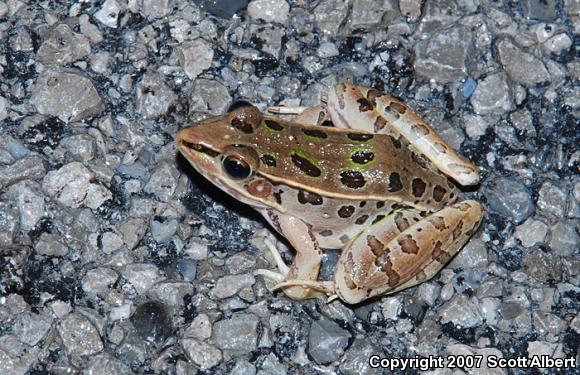 Southern Leopard Frog (Lithobates sphenocephalus utricularius)