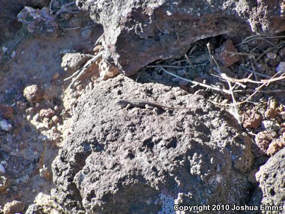 Southwestern Fence Lizard (Sceloporus cowlesi)