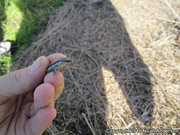 Western Skink (Plestiodon skiltonianus skiltonianus)