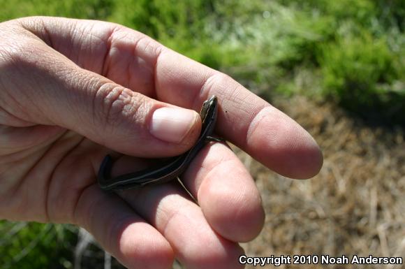 Western Skink (Plestiodon skiltonianus skiltonianus)